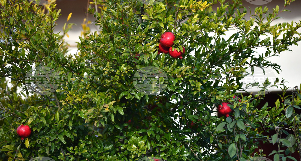 Исперих - екзотично дръвче - нар