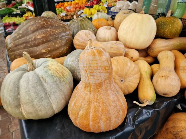 Тържествен концерт и фестивал на добруджанската тиква ще се проведат в добричкото село Стефаново