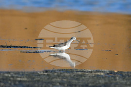 Село Беловец -  птици