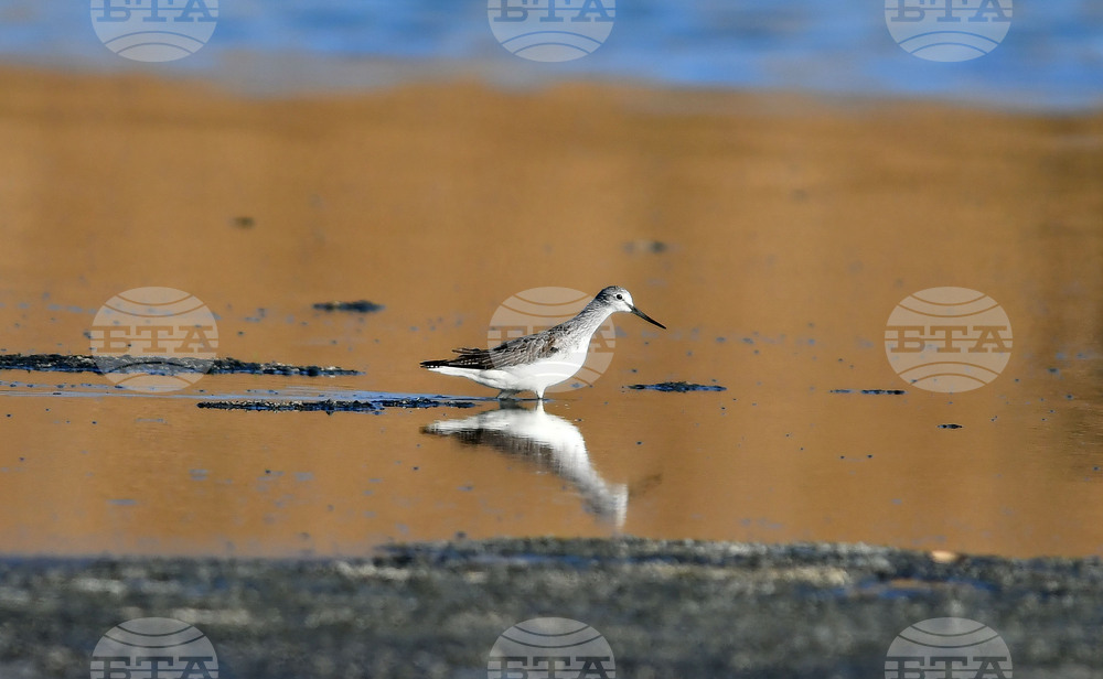 Село Беловец -  птици