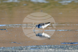 Село Беловец -  птици