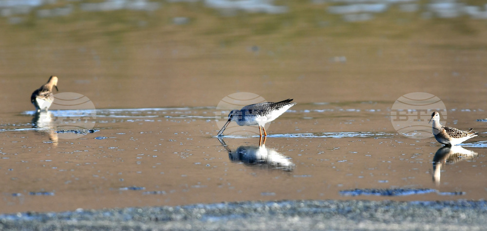 Село Беловец -  птици