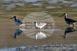 Село Беловец -  птици