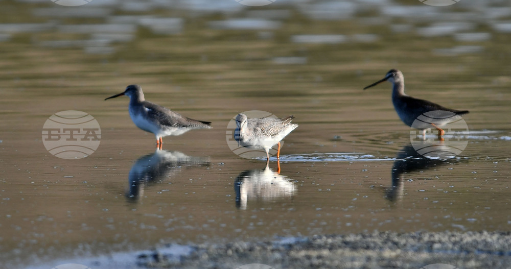 Село Беловец -  птици