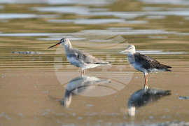 Село Беловец -  птици