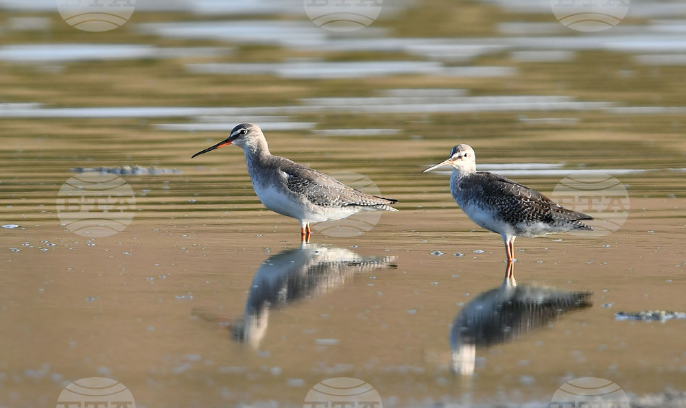 Село Беловец -  птици