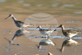 Село Беловец -  птици