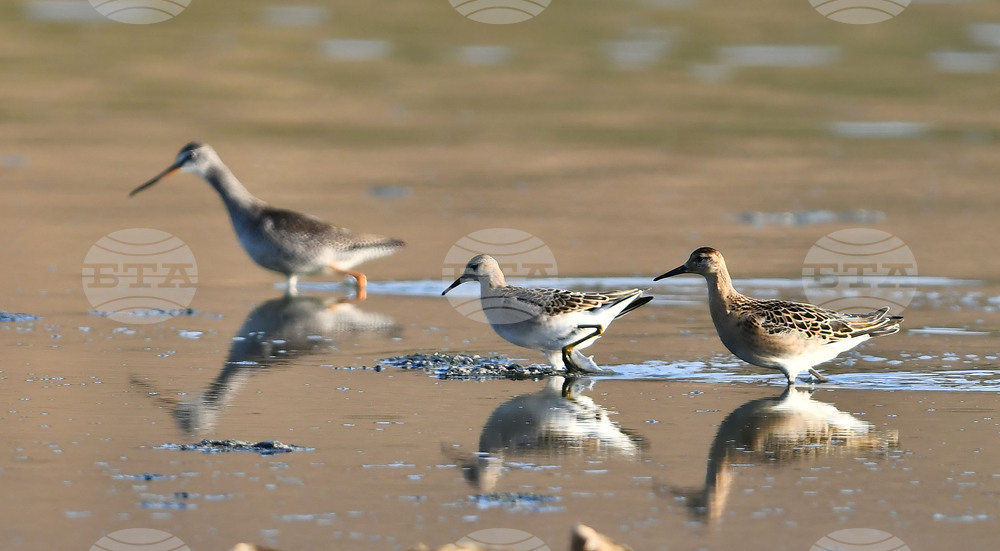 Село Беловец -  птици