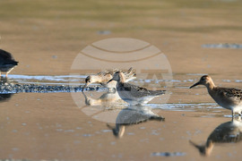 Село Беловец -  птици