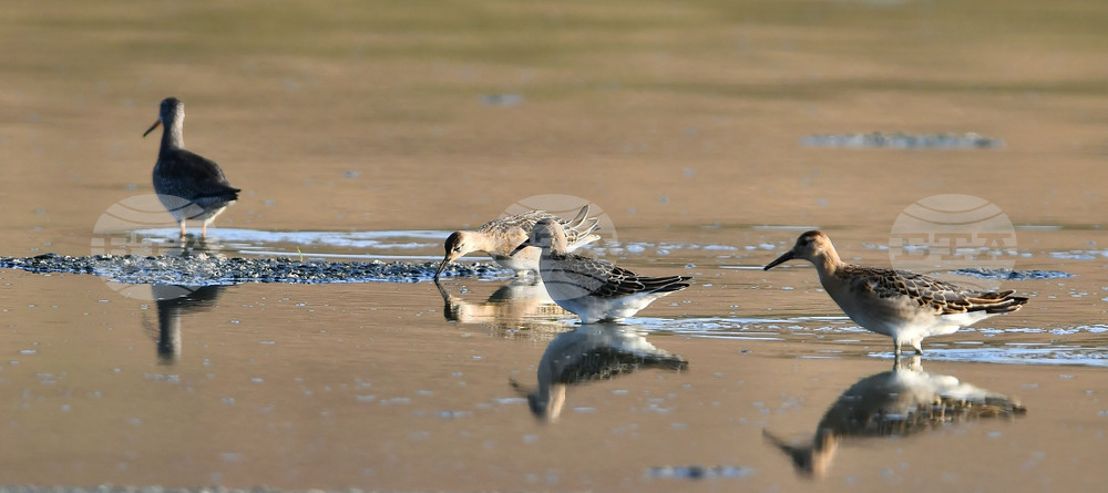 Село Беловец -  птици