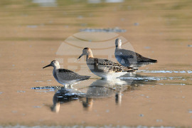Село Беловец -  птици