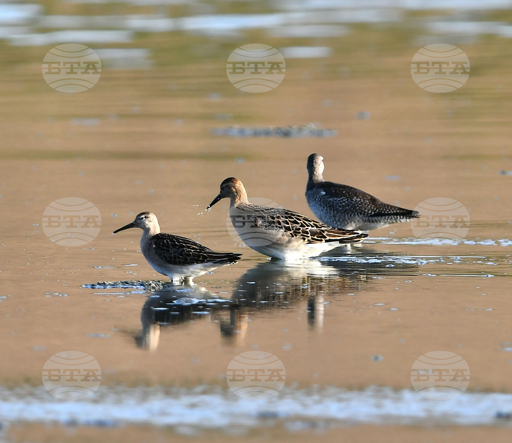 Село Беловец -  птици