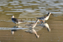 Село Беловец -  птици