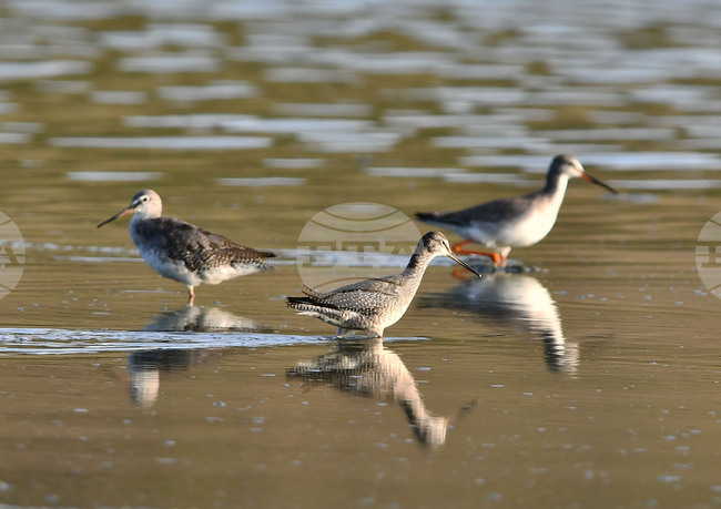 Село Беловец - птици