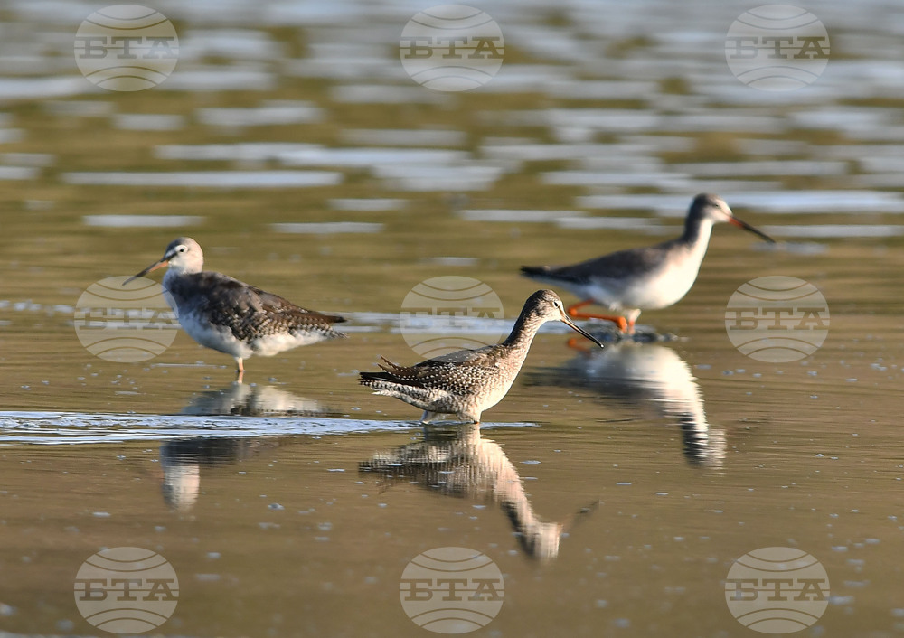 Село Беловец -  птици