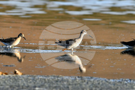 Село Беловец -  птици