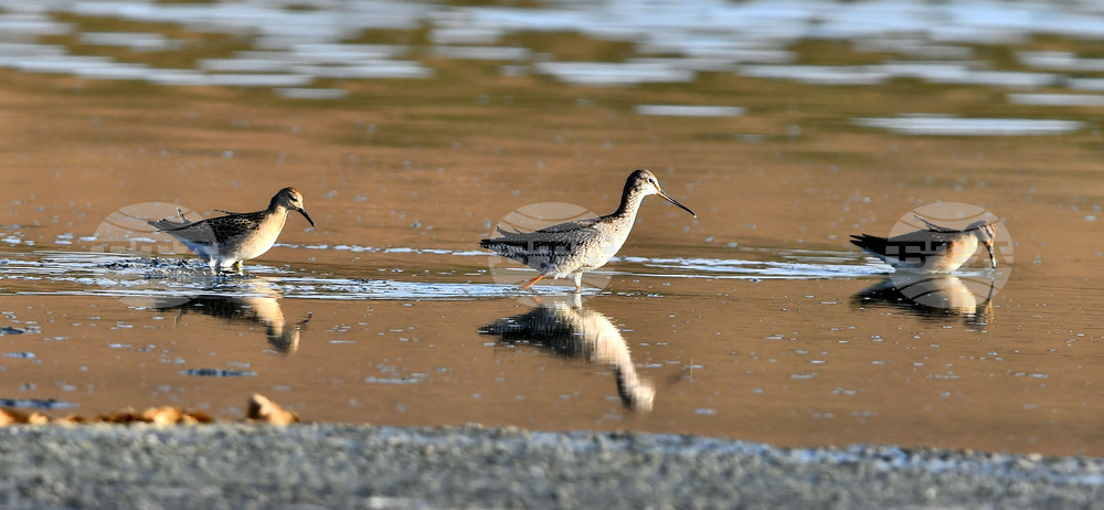 Село Беловец -  птици
