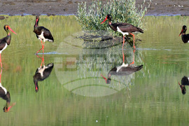 Село Брестовене - черни щъркели - любопитно