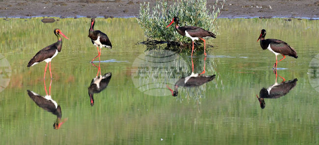 Село Брестовене - черни щъркели - любопитно