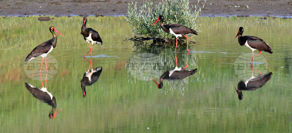 Село Брестовене - черни щъркели - любопитно