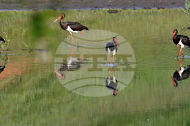 Село Брестовене - черни щъркели - любопитно