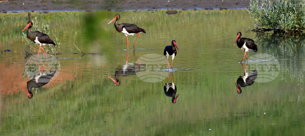 Село Брестовене - черни щъркели - любопитно