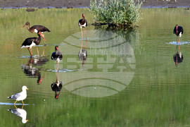 Село Брестовене - черни щъркели - любопитно