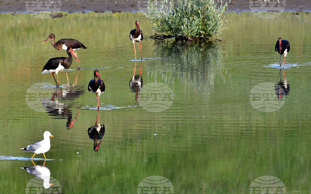Село Брестовене - черни щъркели - любопитно