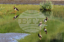 Село Брестовене - черни щъркели - любопитно