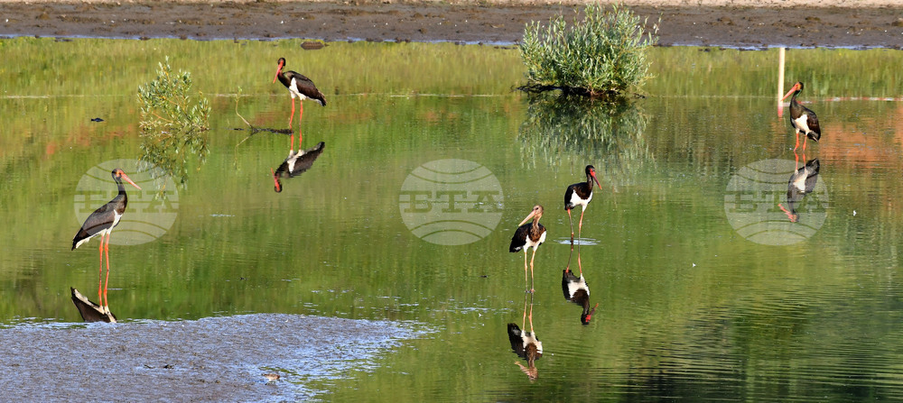 Село Брестовене - черни щъркели - любопитно