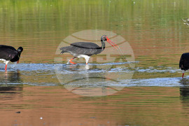 Село Брестовене - черни щъркели - любопитно