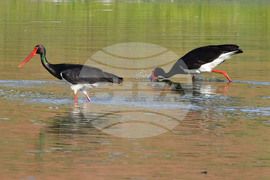 Село Брестовене - черни щъркели - любопитно