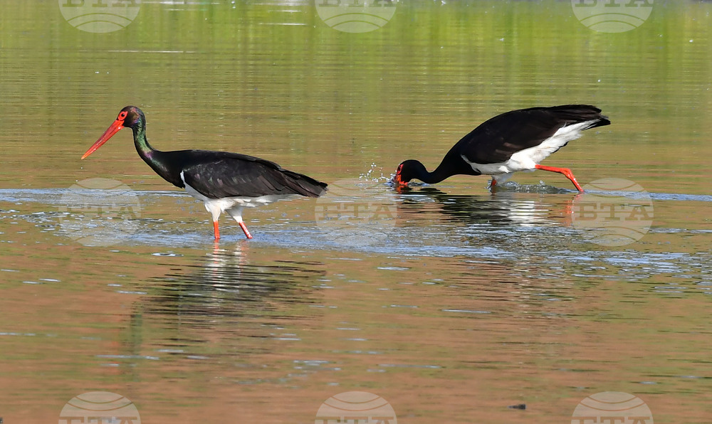 Село Брестовене - черни щъркели - любопитно