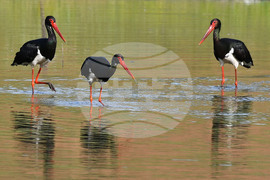 Село Брестовене - черни щъркели - любопитно