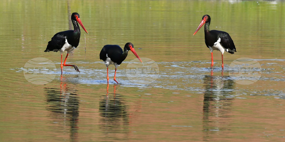 Село Брестовене - черни щъркели - любопитно