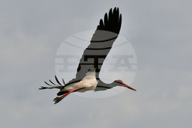 Село Брестовене - черни щъркели - любопитно