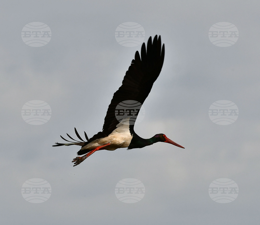 Село Брестовене - черни щъркели - любопитно