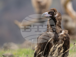 Снимка: Фондация „По-диви Родопи"