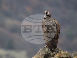 Снимка: Фондация „По-диви Родопи"