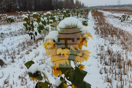 Сливница - слънчогледи