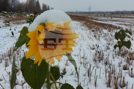 Сливница - слънчогледи