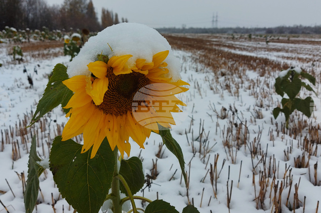 Сливница - слънчогледи