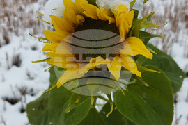 Сливница - слънчогледи