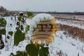 Сливница - слънчогледи