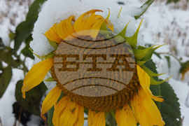 Сливница - слънчогледи