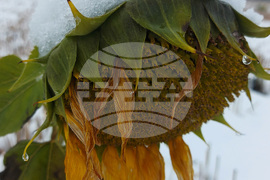 Сливница - слънчогледи