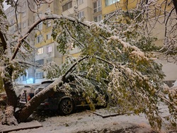 Сняг - паднали дървета