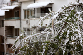 Сняг - счупени клони