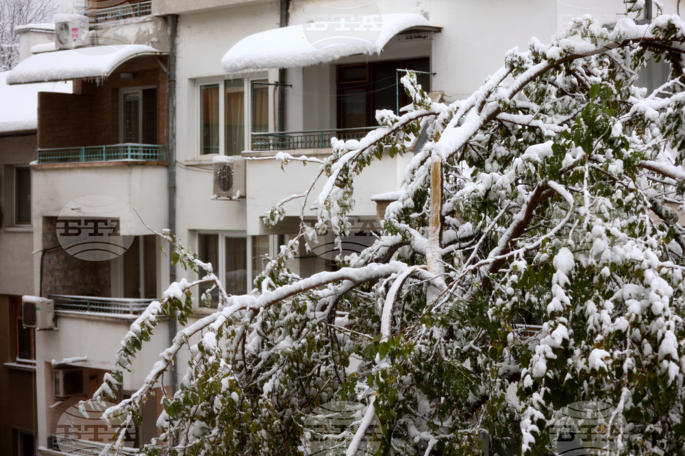Сняг - счупени клони