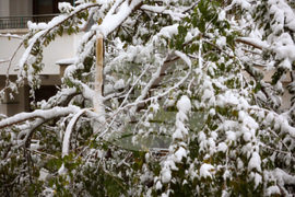 Сняг - счупени клони